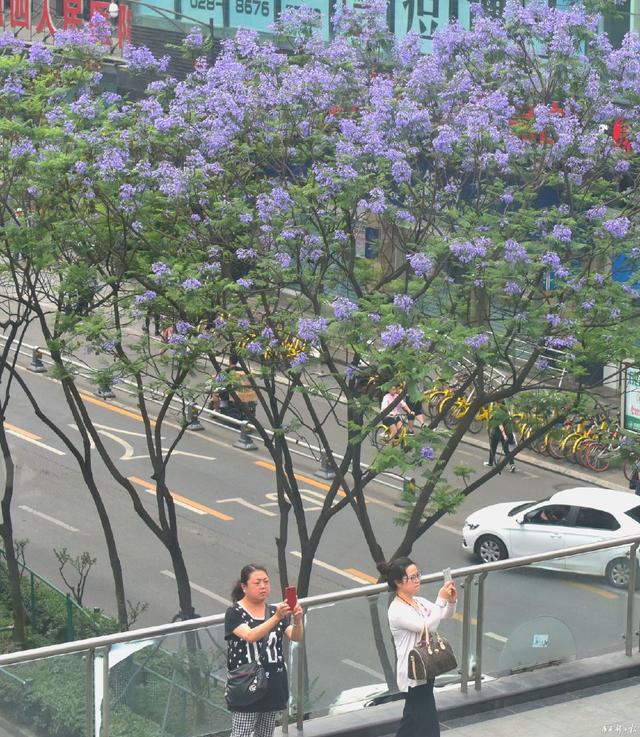 成都藍花楹