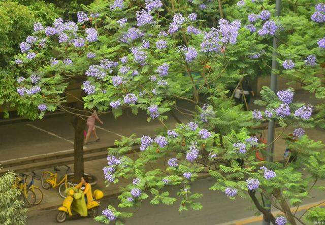 成都藍花楹
