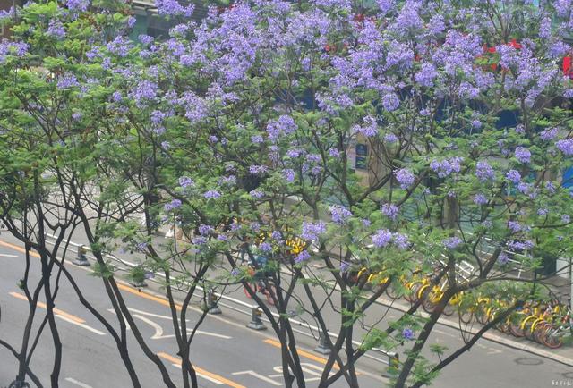 成都藍花楹