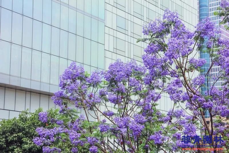 成都藍花楹最美的長廊