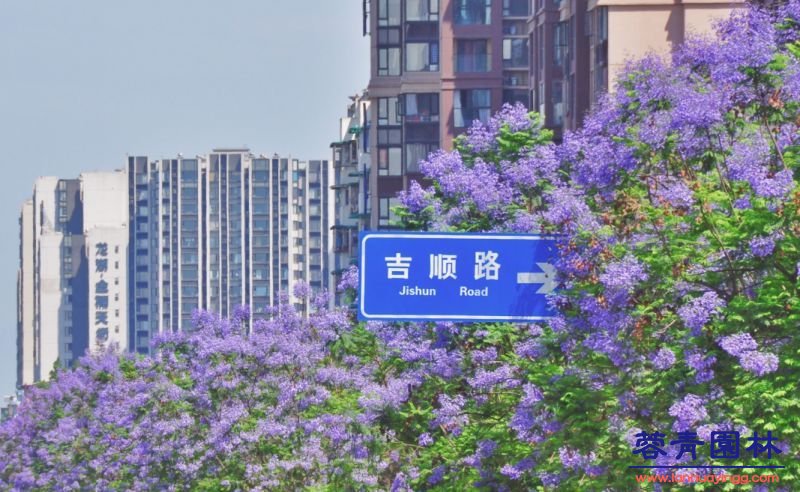 成都藍花楹最美的長廊