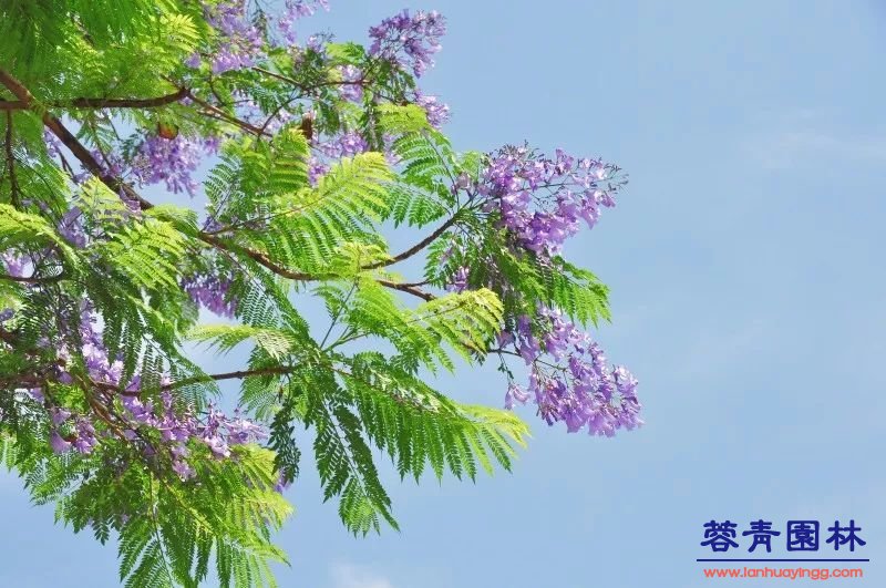 成都藍花楹最美的長廊