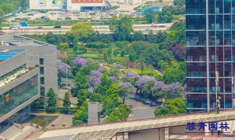 成都藍花楹最美的長廊