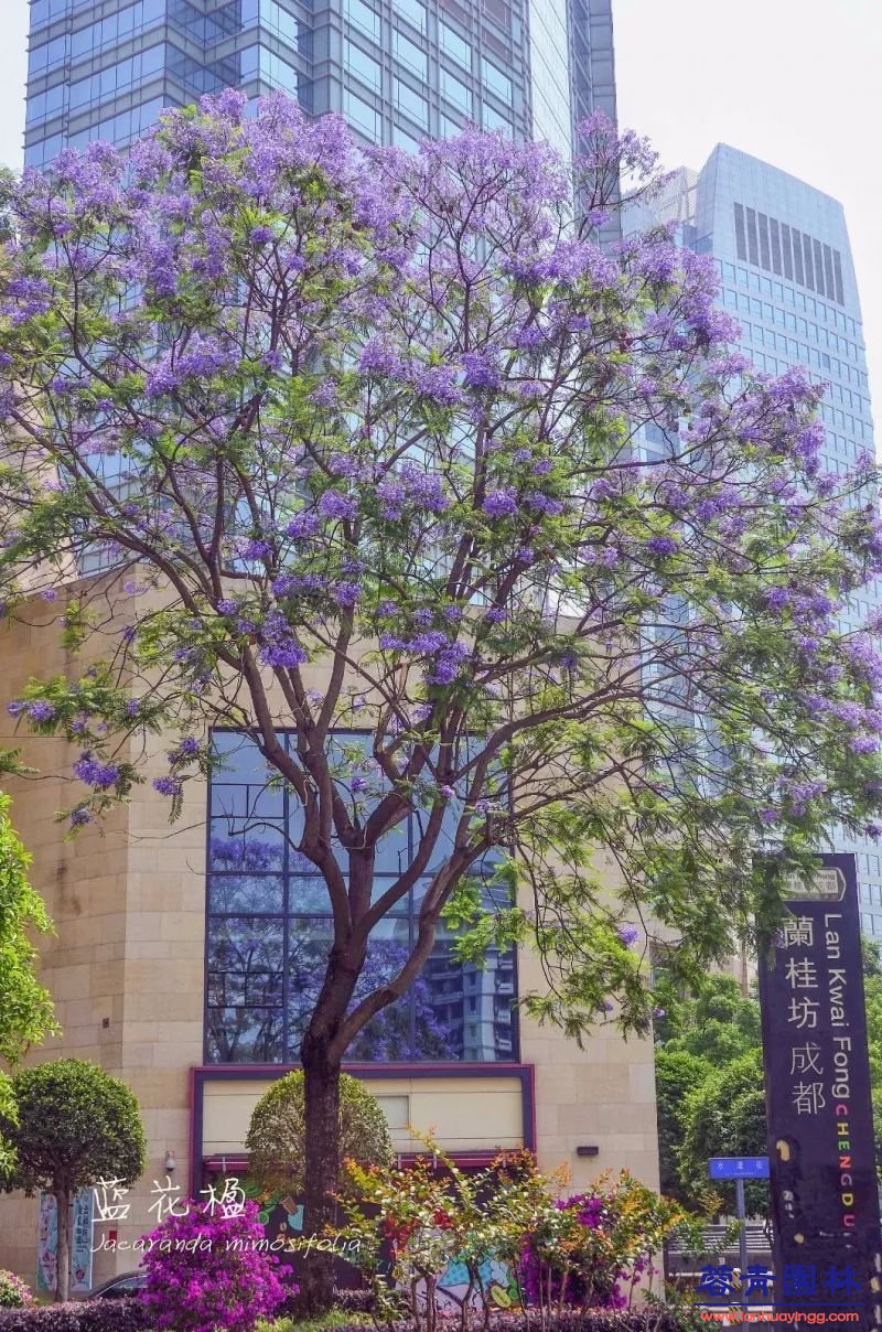 成都藍花楹最美的長廊