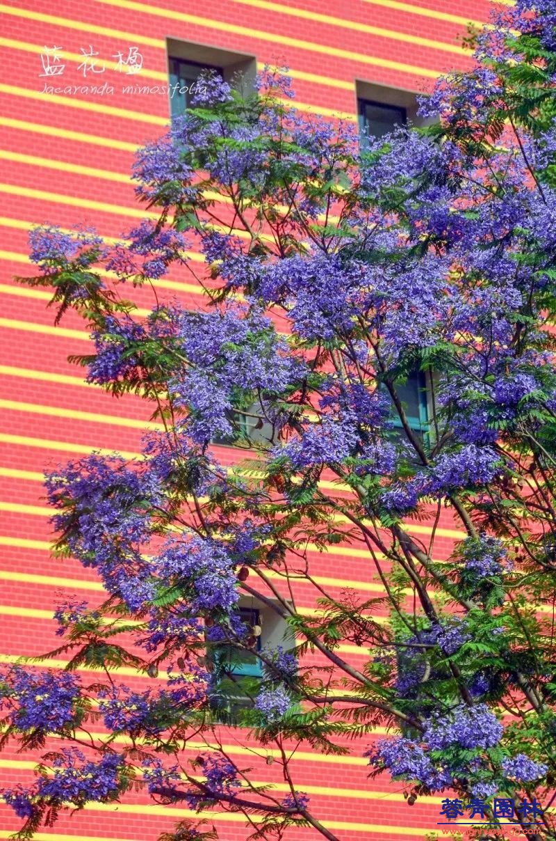 成都藍花楹最美的長廊