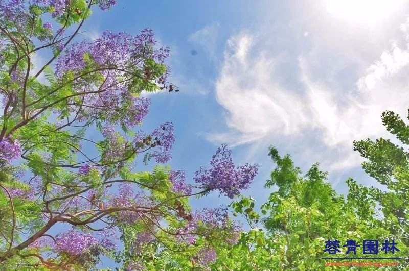 成都藍花楹最美的長廊