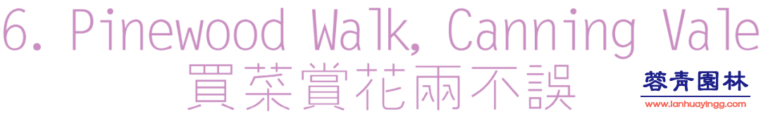 【珀斯藍花楹攻略】！8個觀賞地大曝光！
