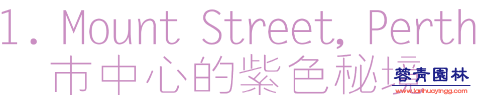 【珀斯藍花楹攻略】！8個觀賞地大曝光！