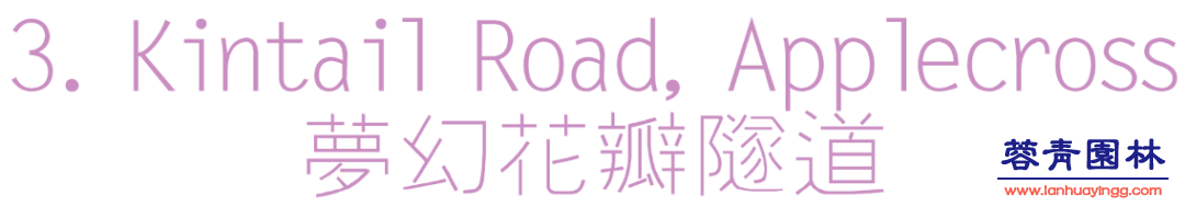 【珀斯藍花楹攻略】！8個觀賞地大曝光！