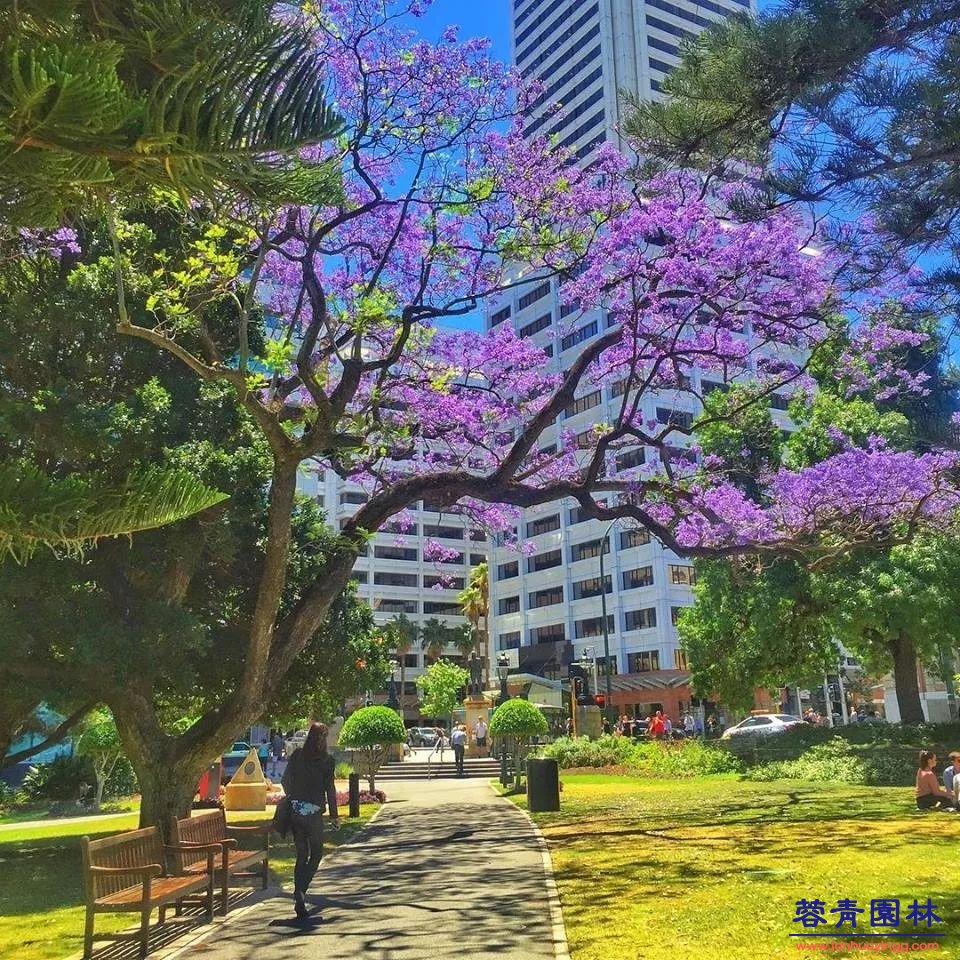 【珀斯藍花楹攻略】！8個觀賞地大曝光！