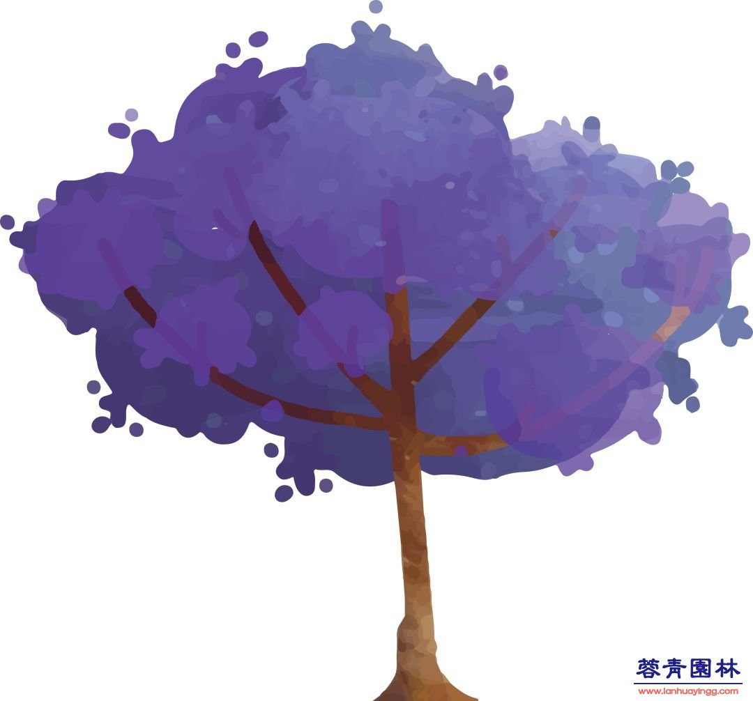 【珀斯藍花楹攻略】！8個觀賞地大曝光！