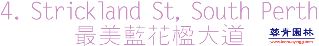 【珀斯藍花楹攻略】！8個觀賞地大曝光！