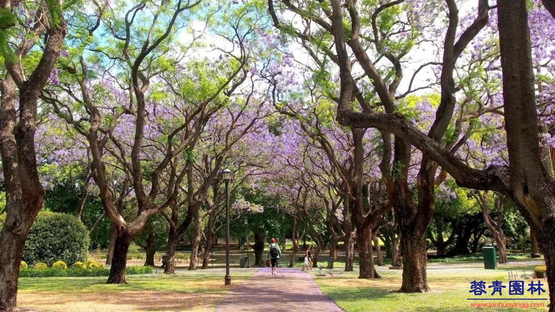 【珀斯藍花楹攻略】！8個觀賞地大曝光！