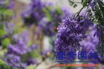 藍花楹的簡單養法