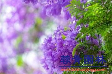 藍花楹的簡單養法