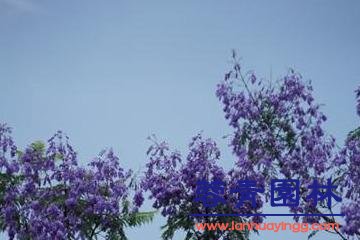 藍花楹的簡單養法