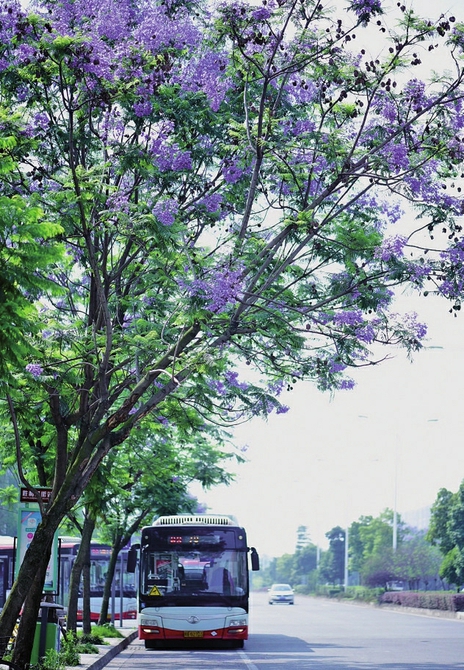 580余株藍花楹