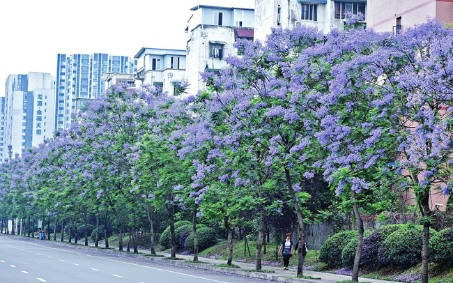 580余株藍花楹