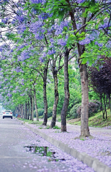 580余株藍花楹