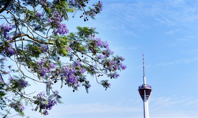 藍花楹進入最美花期，成都市增花添彩工程見成