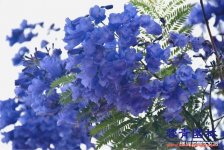 麗江藍花楹