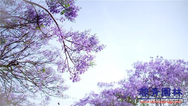 麗江藍花楹