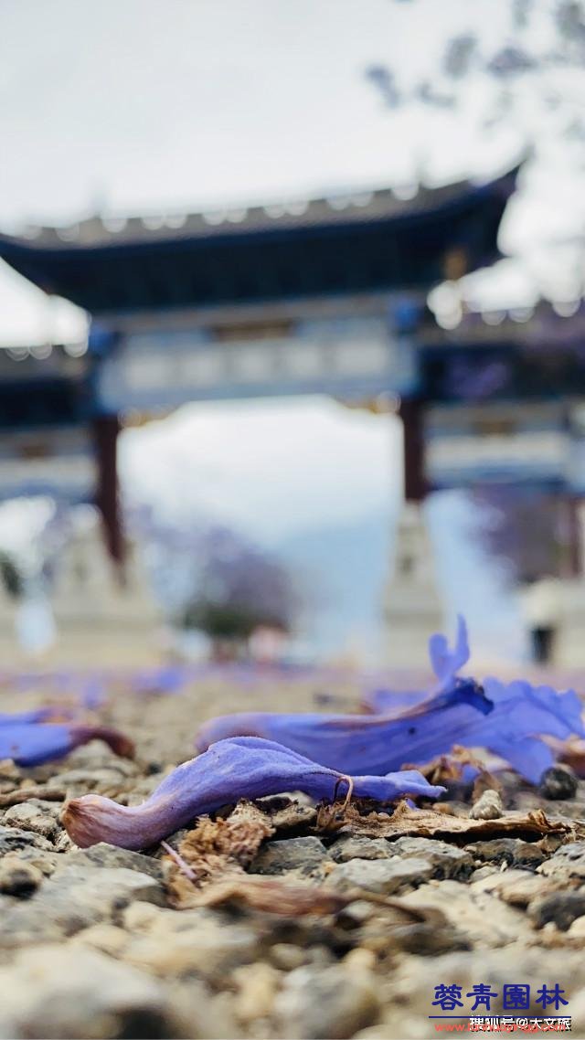 麗江藍花楹