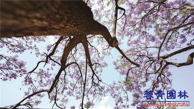 麗江藍花楹