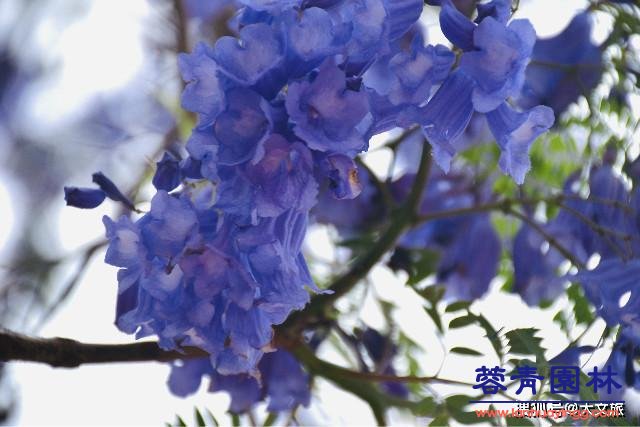 麗江藍花楹