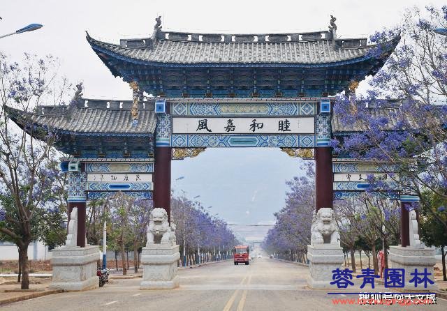 麗江藍花楹