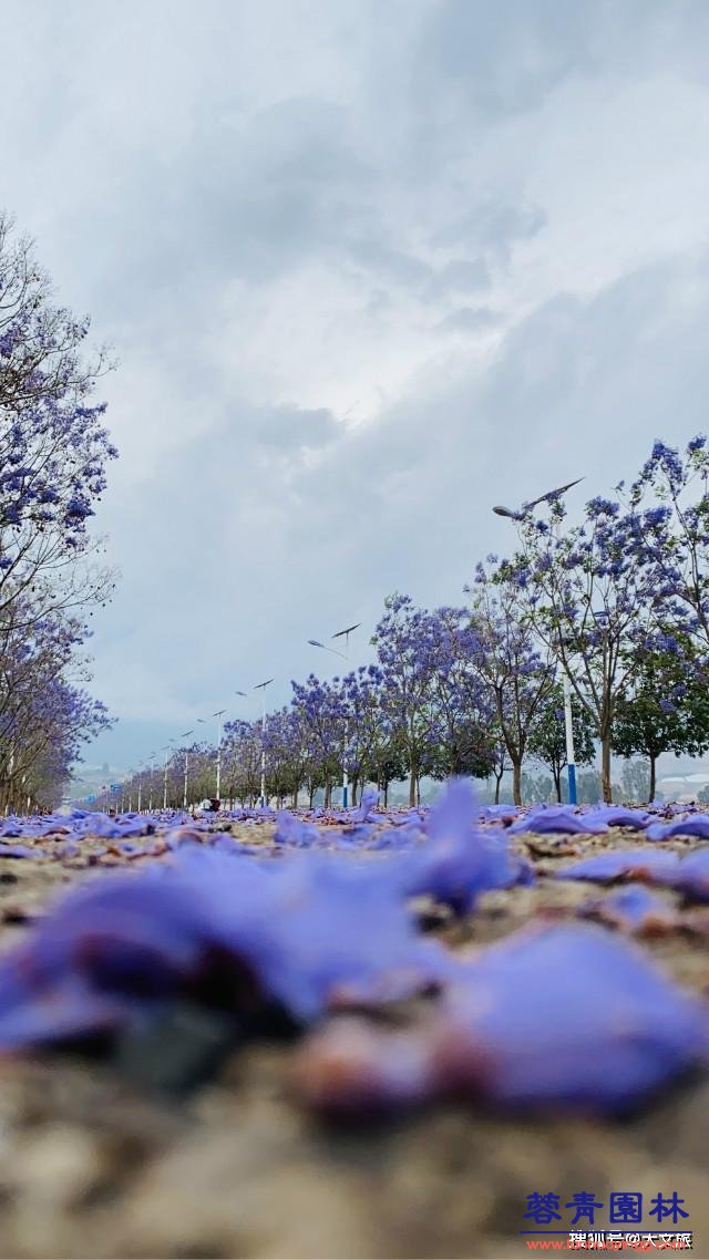 麗江藍花楹