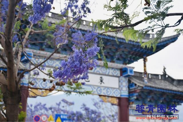 麗江藍花楹