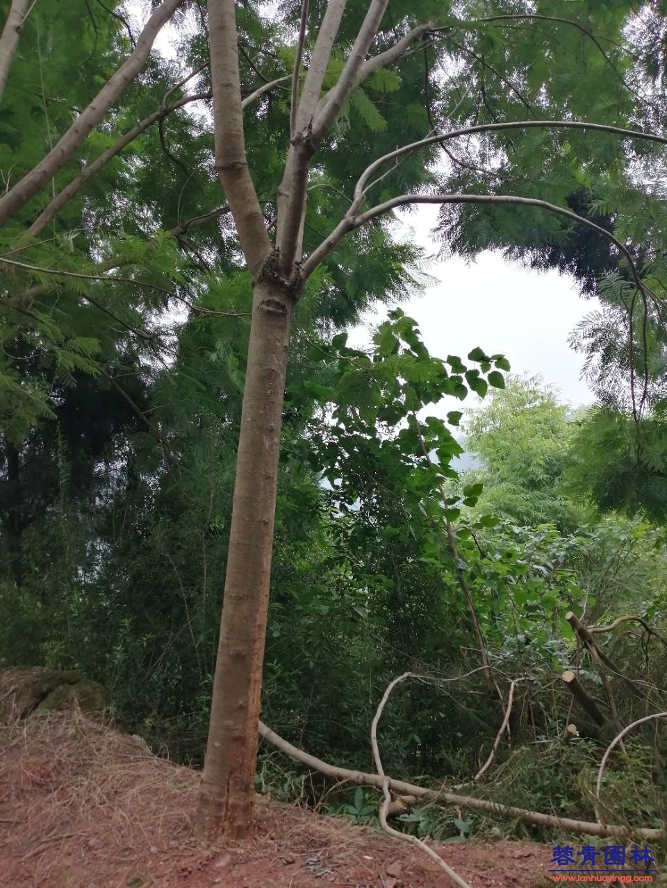12公分藍花楹最新價格