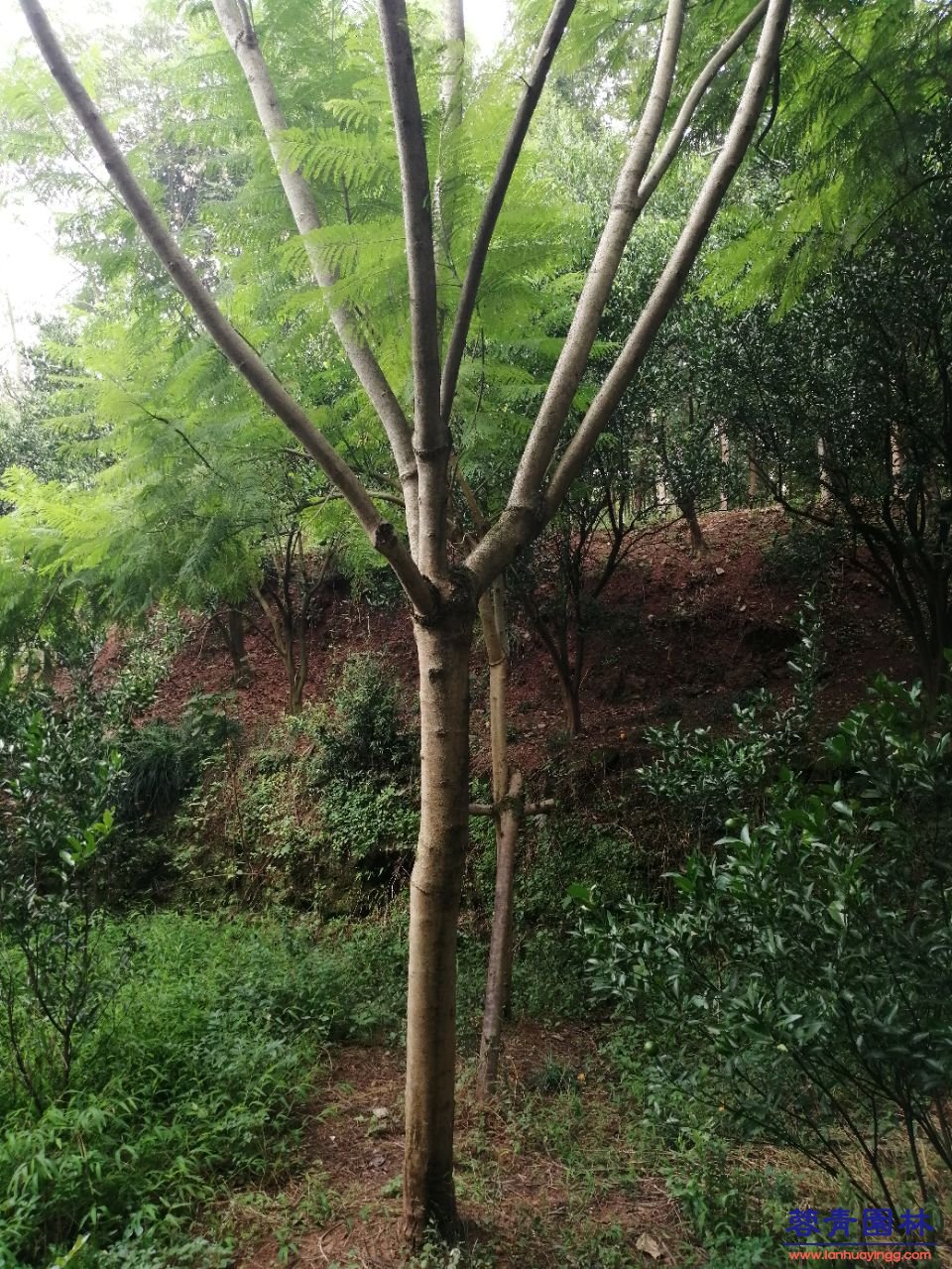 12公分藍花楹最新價格