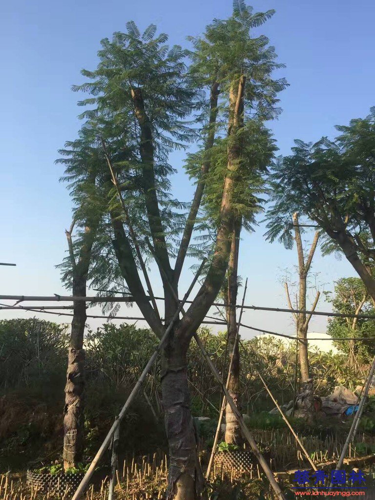 20公分藍花楹價格 - 多少錢一顆？
