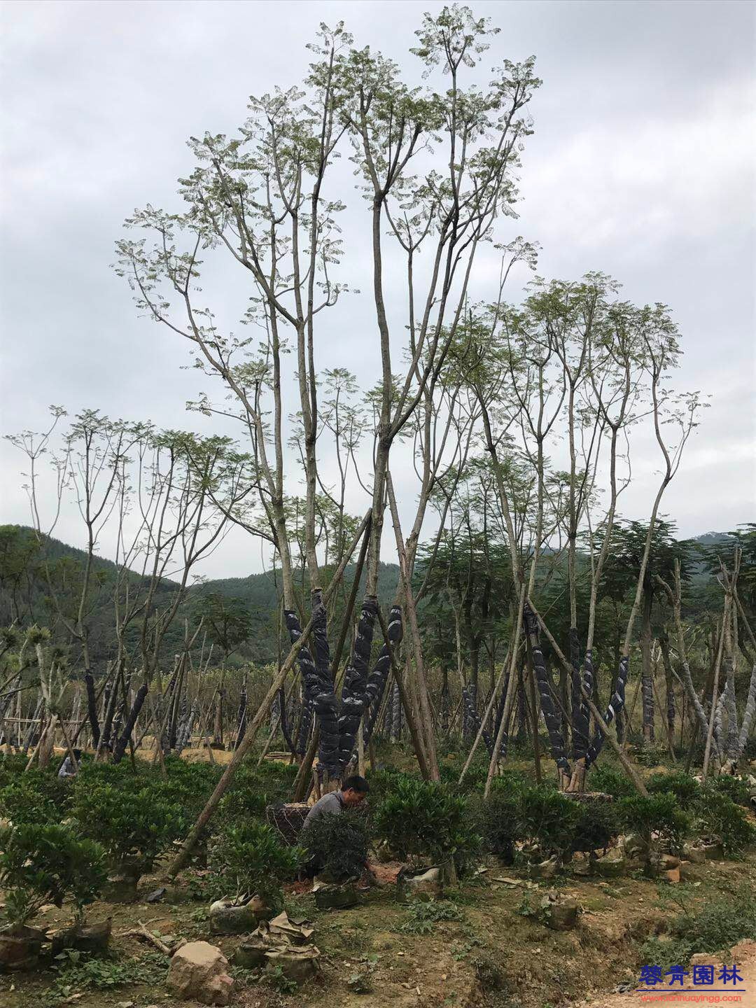 20公分藍花楹價格 - 多少錢一顆？