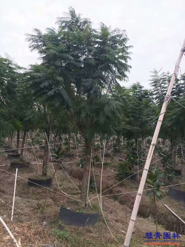 20公分藍花楹價格 - 多少錢一顆？