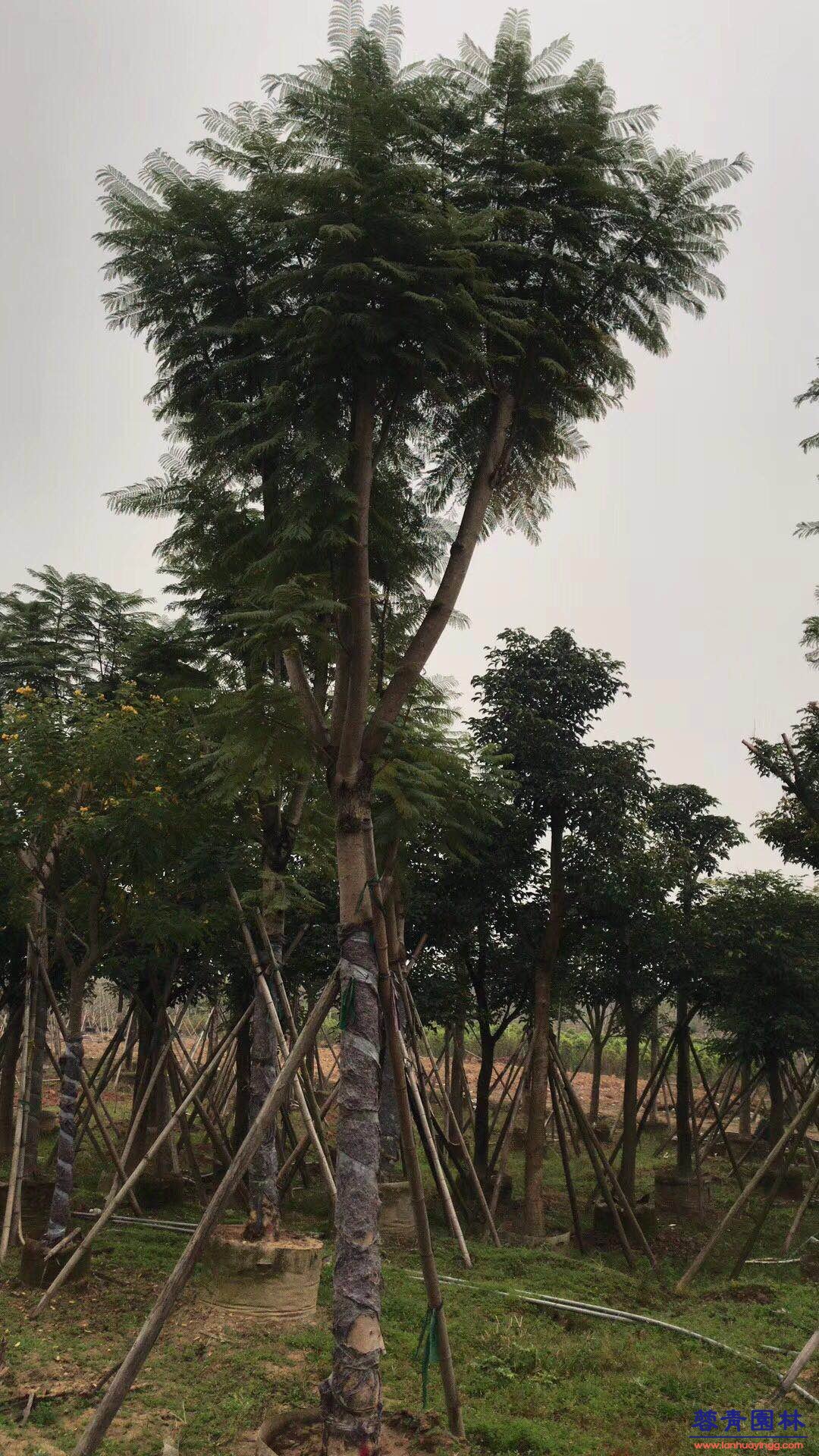 20公分藍花楹價格 - 多少錢一顆？