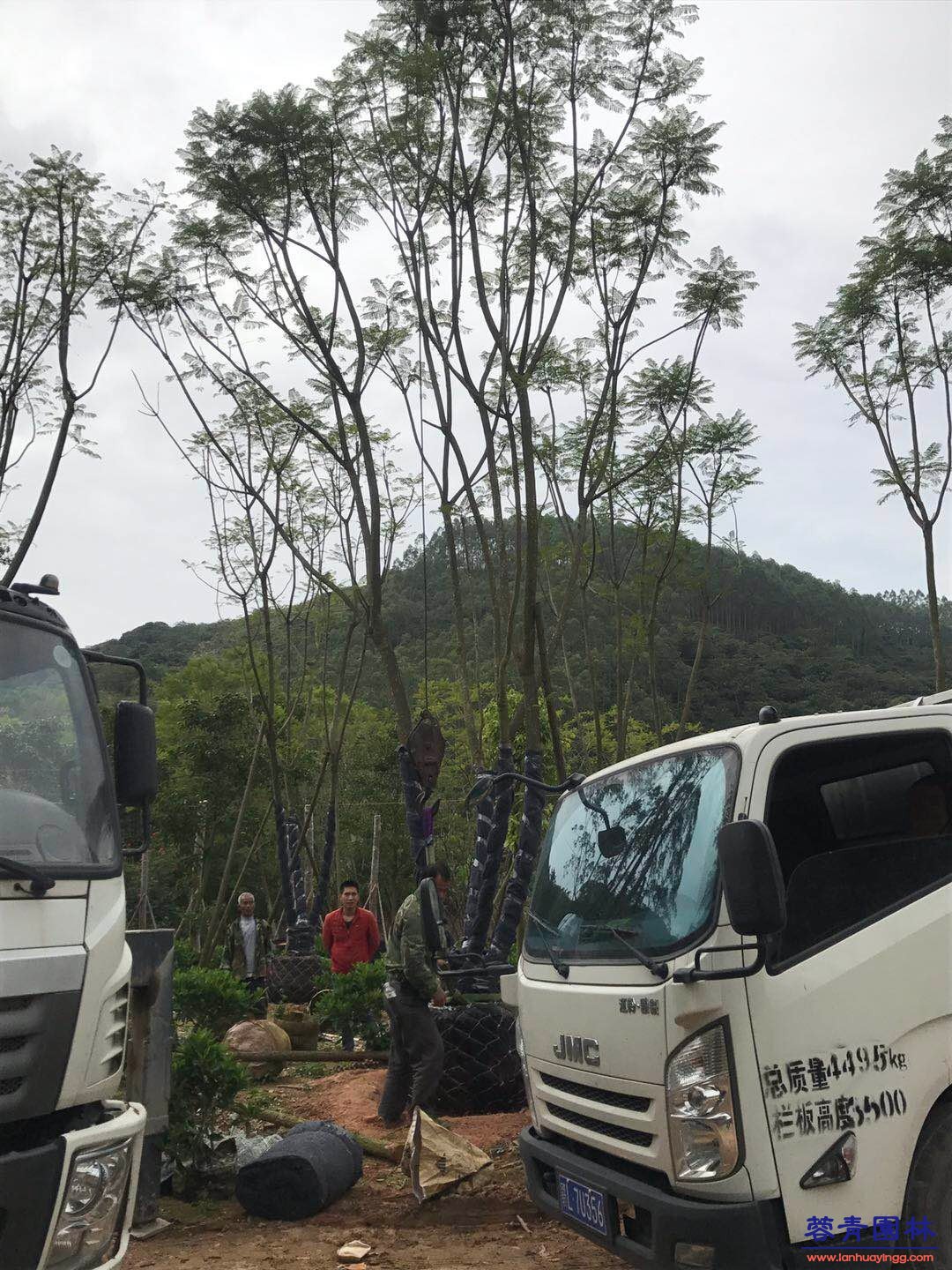 20公分藍花楹價格 - 多少錢一顆？