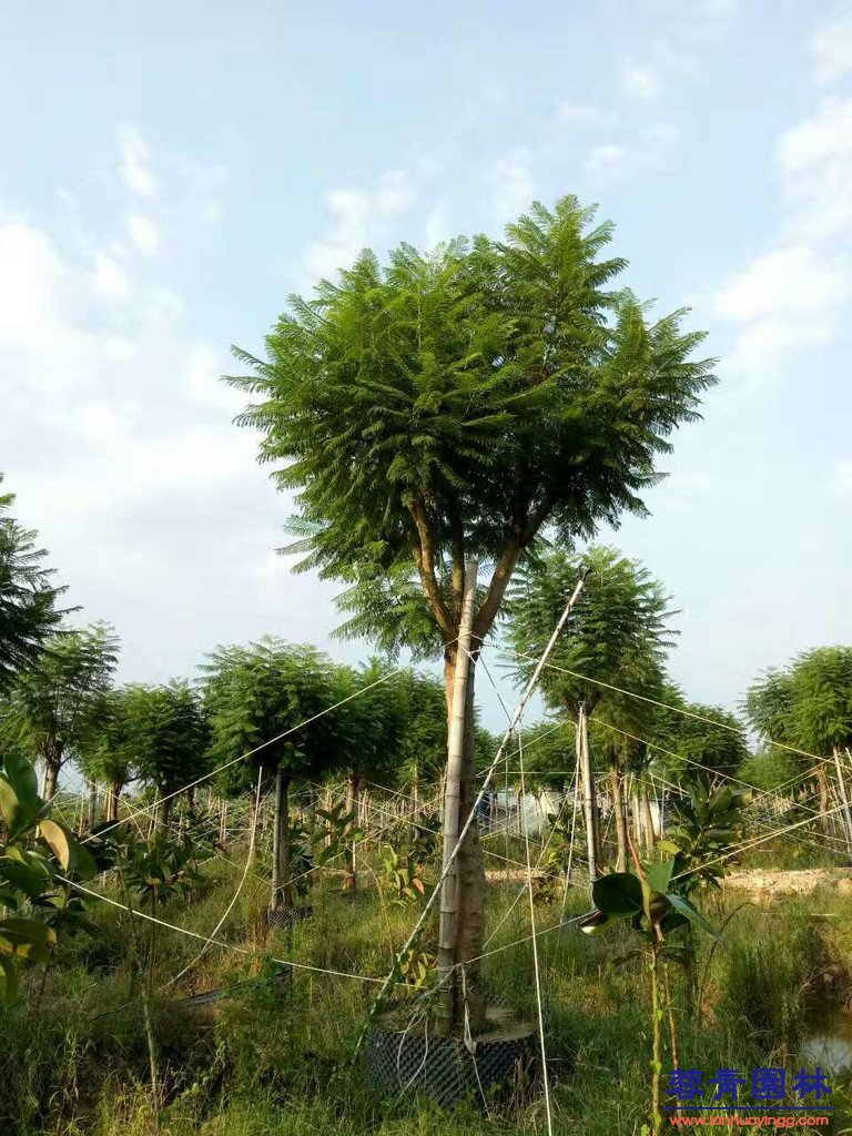 20公分藍花楹價格 - 多少錢一顆？