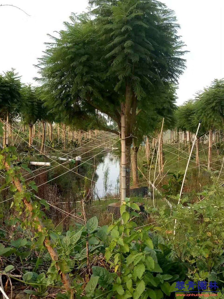 20公分藍花楹價格 - 多少錢一顆？