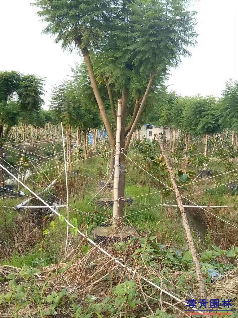 20公分藍花楹價格 - 多少錢一顆？