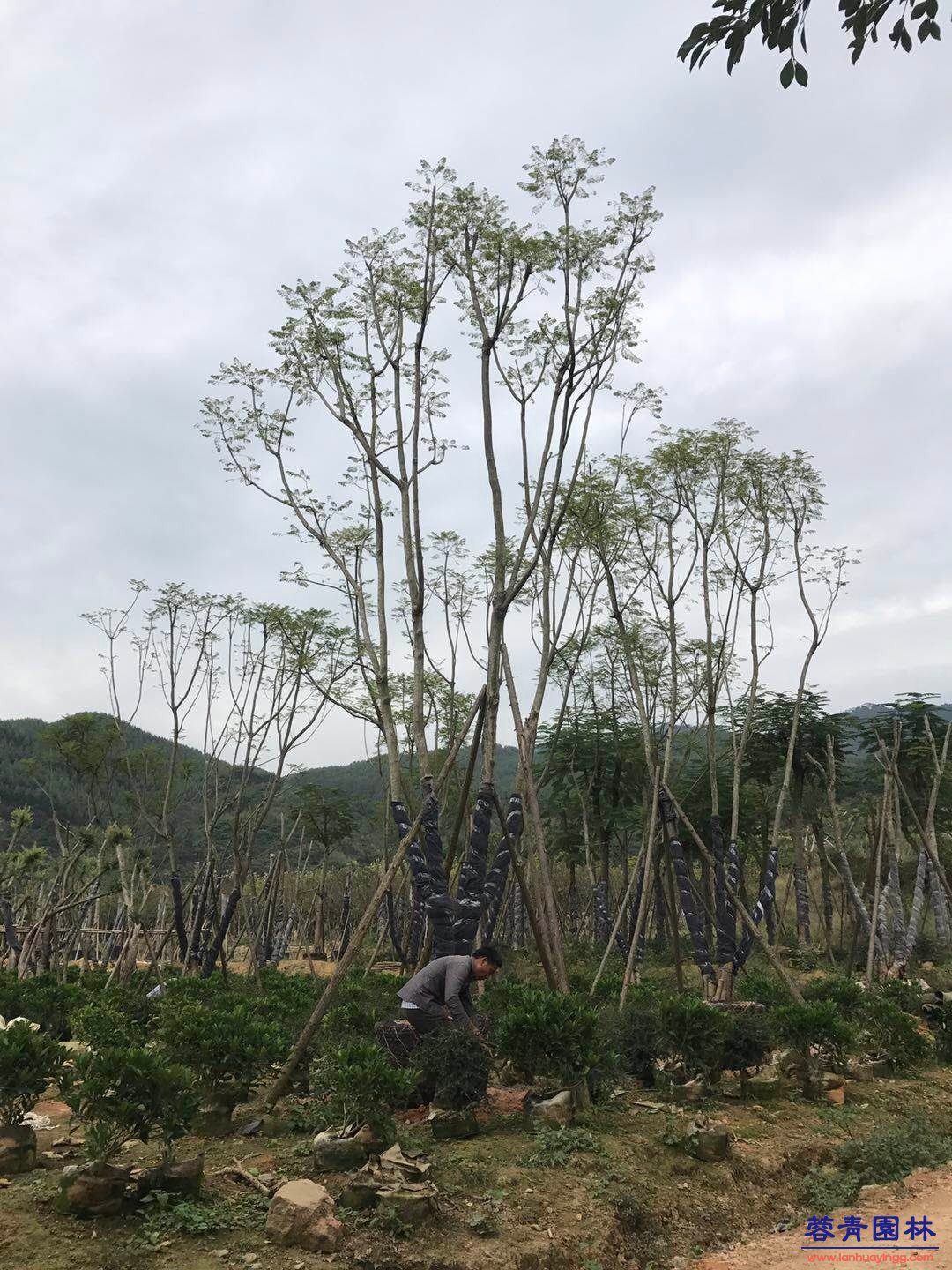 20公分藍花楹價格 - 多少錢一顆？