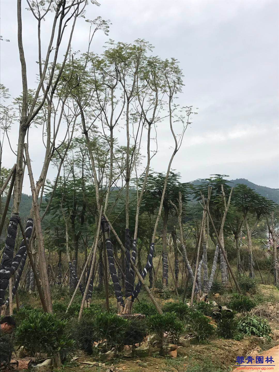 20公分藍花楹價格 - 多少錢一顆？