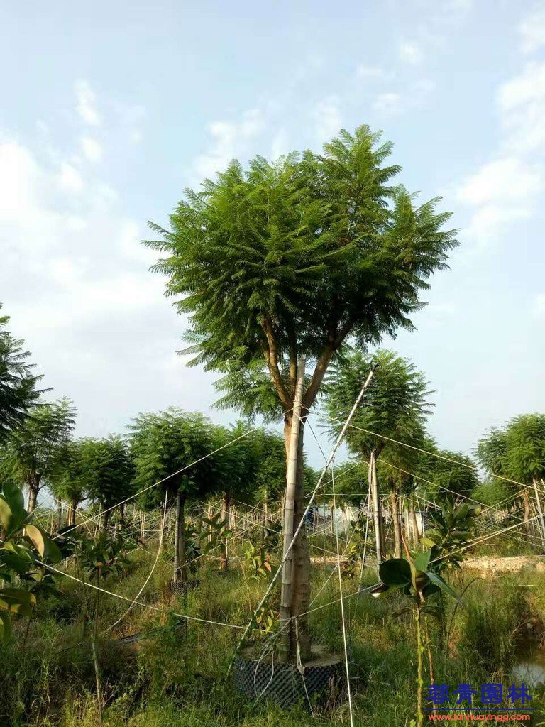 20公分藍花楹價格 - 多少錢一顆？