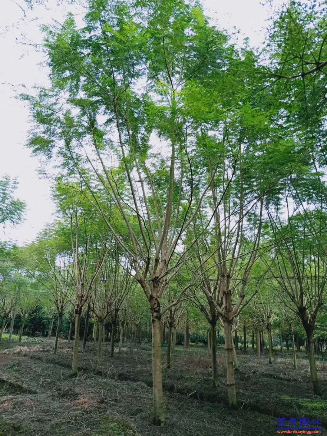 10公分的藍花楹袋苗多少錢一棵