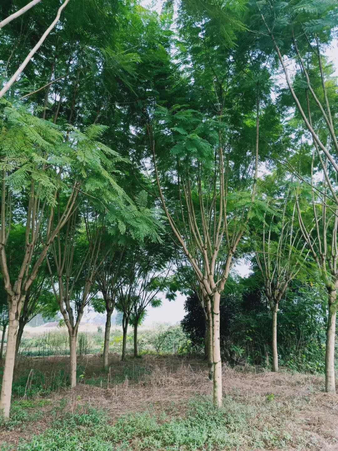 成都藍花楹樹12公分-15么公分多少錢1棵