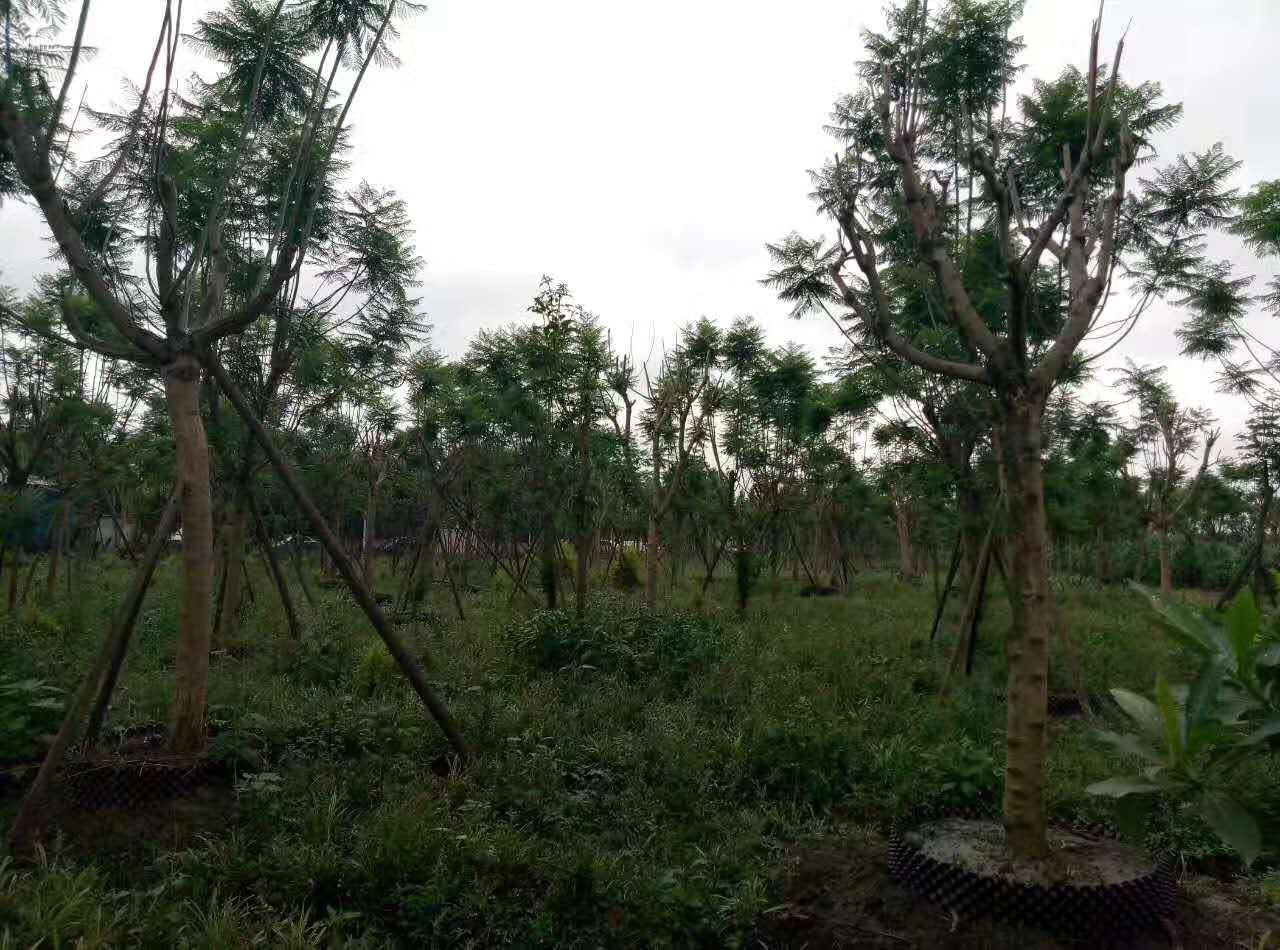 成都藍花楹樹12公分-15么公分多少錢1棵