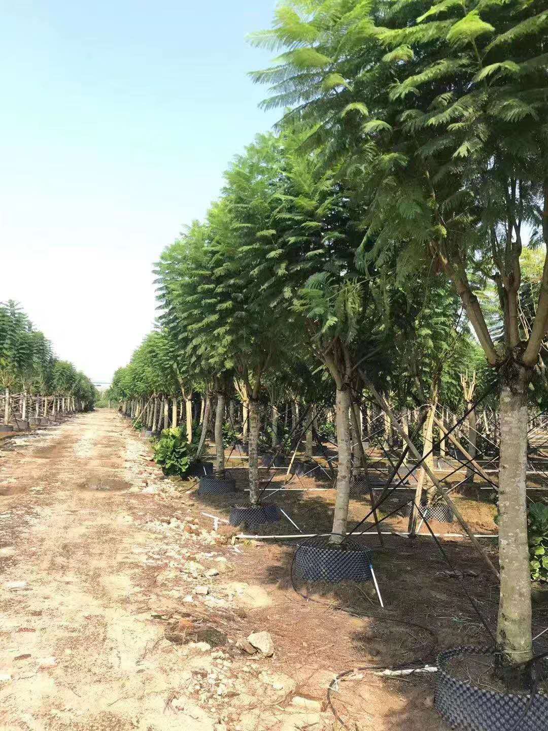 成都藍花楹樹12公分-15么公分多少錢1棵