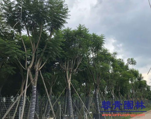 藍花楹的病蟲防治和藍花楹圖片信息